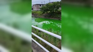 Este río se tiñe de un intenso verde en Japón