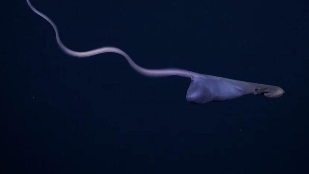 Mira cómo esta increíble criatura marina expande su barriga
