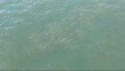 Video capta a un banco de peces nadando en Long Island