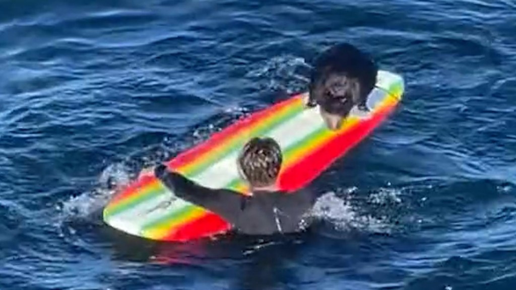Nutria marina roba tablas de surf en California