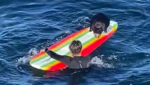 Nutria marina roba tablas de surf en California