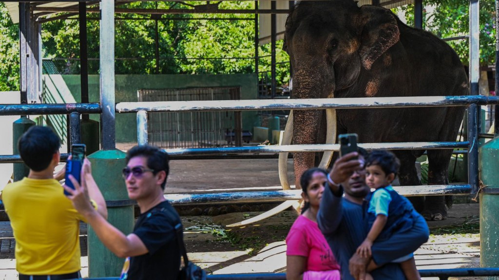 Meet Sak Surin, an elephant turned celebrity