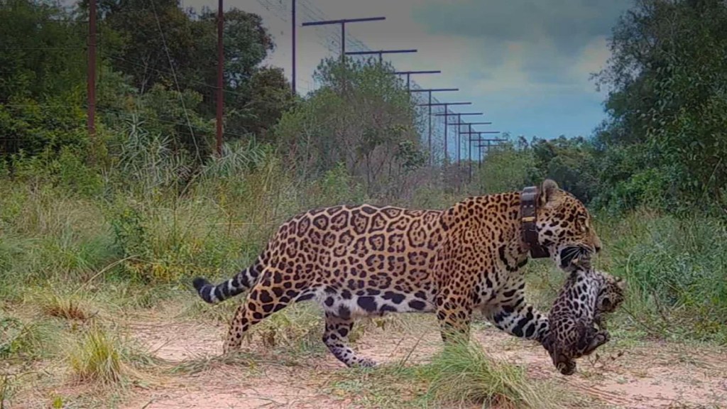 These 16 jaguars roam free in Argentina