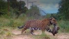 Estos 16 leopardos viven libres en Argentina
