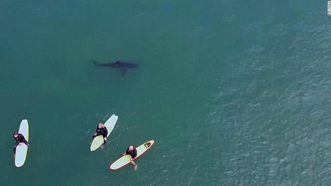 Mira cómo este tiburón nada cerca de un grupo de surfistas