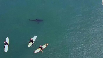 Mira cómo este tiburón nada cerca de un grupo de surfistas
