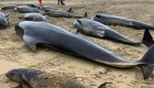 Más de 40 ballenas mueren encalladas en Escocia