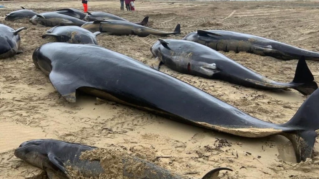 Más de 40 ballenas mueren varadas en Escocia