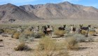 Hallan burros silvestres muertos en Death Valley