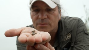 Liberan a miles de caracoles para salvar a la especie