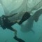Mira el heroico rescate de tiburones ballena atrapados en el océano