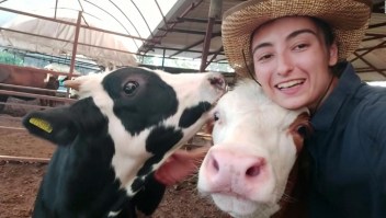 Mira a la vaca que le gusta salir en selfies