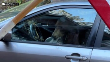 Una mujer graba a un oso que se metió en su automóvil