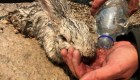 Rescatan a un conejo durante los incendios en Grecia