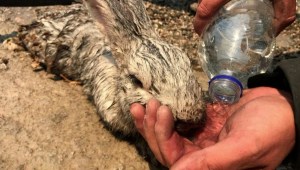 Rescatan a un conejo durante los incendios en Grecia