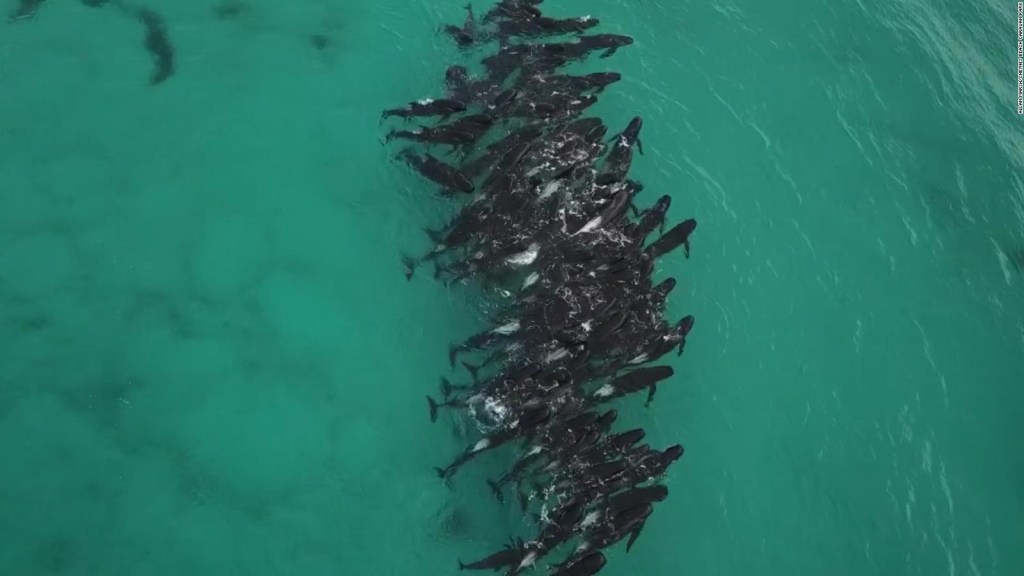 Un varamiento masivo deja más de 50 ballenas muertas