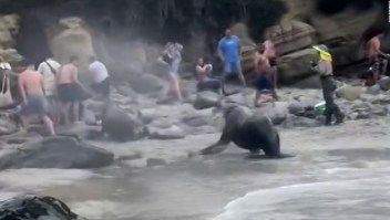León marino emerge del agua y asusta a los turistas
