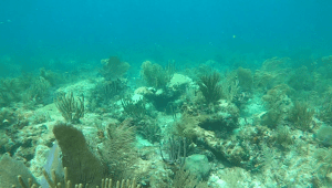 Así destruye la alta temperatura del agua el coral de la Florida