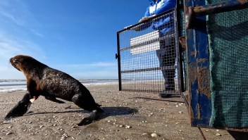 Liberan a un pequeño lobo marino herido en Argentina