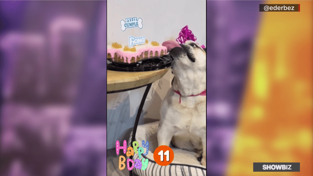 Eugenio Derbez celebró el cumpleaños de su perra Fiona
