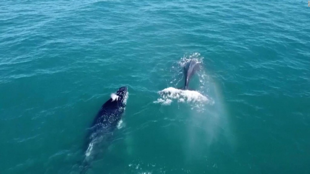 Voluntarios salen a fotografiar ballenas en Brasil
