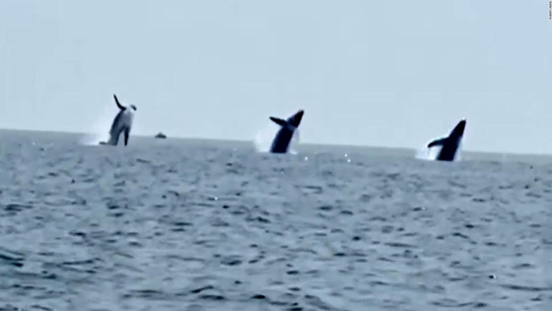 Mira a tres ballenas realizando un raro salto sincronizado