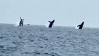 Mira a tres ballenas realizando un raro salto sincronizado