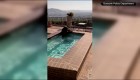 Oso se refresca en la piscina de una casa en California