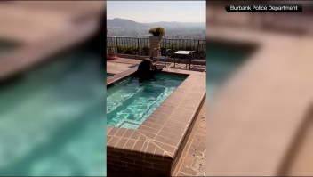 Oso se refresca en la piscina de una casa en California