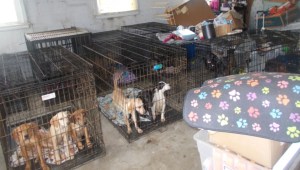 Los perros fueron encontrados en condiciones inhabitables. (Foto: Oficina del Sheriff del Condado de Butler)