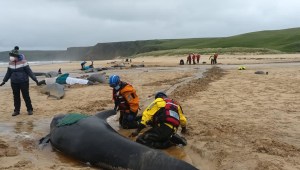 Las ballenas piloto aparecieron varados en una playa de la isla escocesa de Lewis. (Cristina McAvoy/BDMLR)