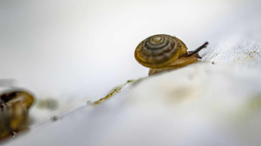 Snails have made the long journey from England to Bermuda.  (Credit: Chester Zoo)