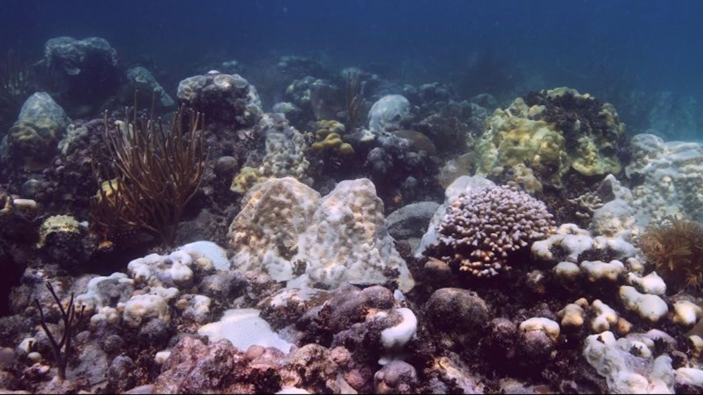Calor océano corales