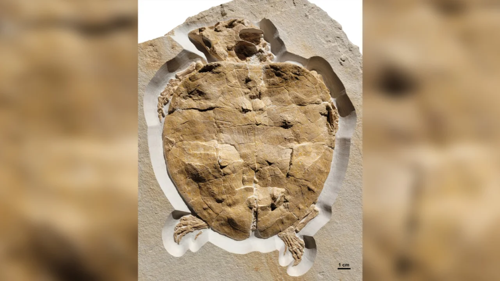 El fósil conservado de la tortuga marina Solnhofia parsonsi data del Jurásico Superior. El espécimen fue excavado en la Formación Torleite, cerca de la localidad bávara de Painten, en Alemania. (Crédito: Felix Augustin)