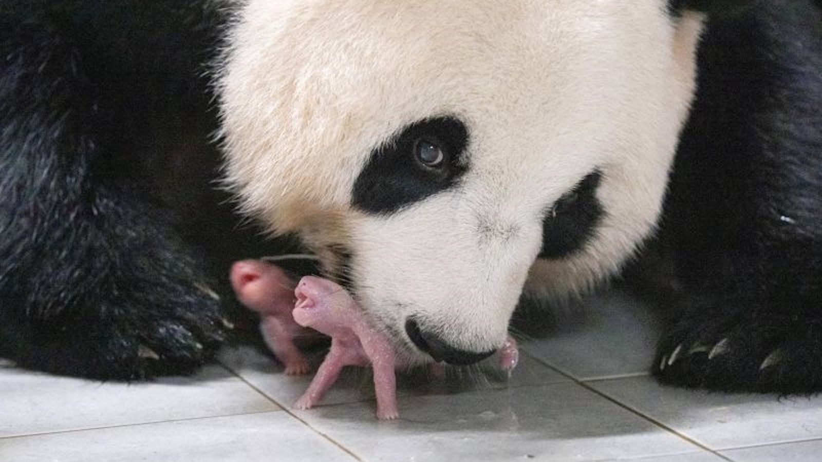 A South Korea zoo celebrates the birth of its first twin pandas