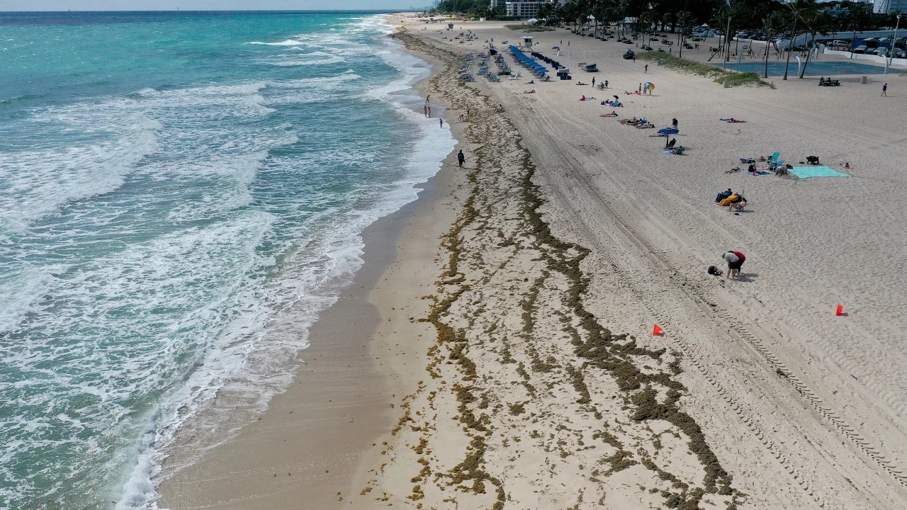 La enorme mancha de algas que se dirige a Florida se redujo en un 75