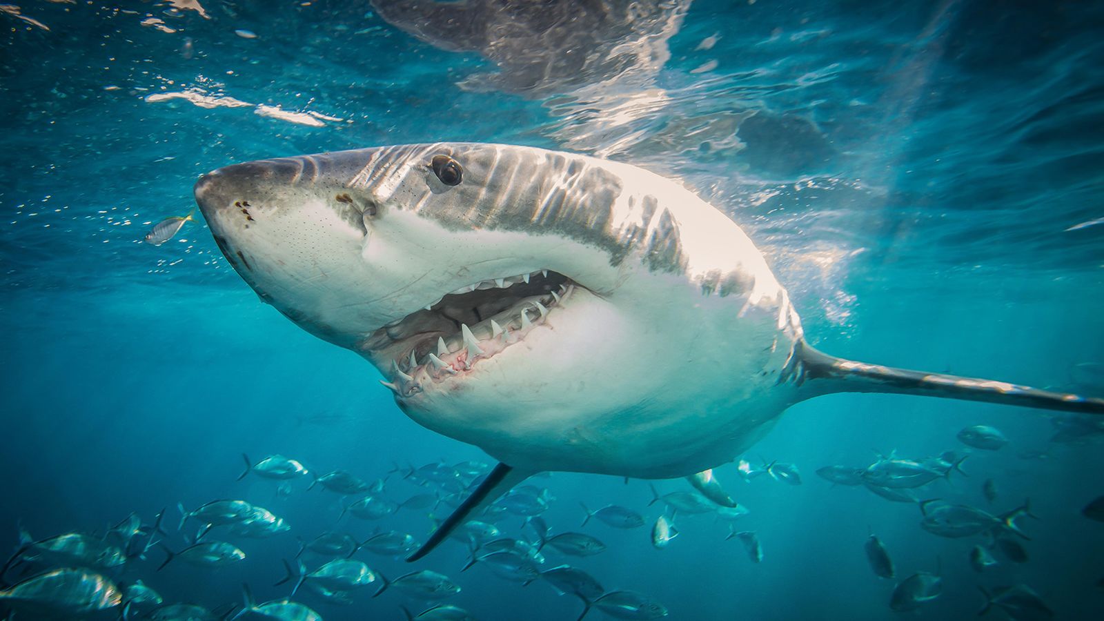 What waters have the largest number of sharks in the world?