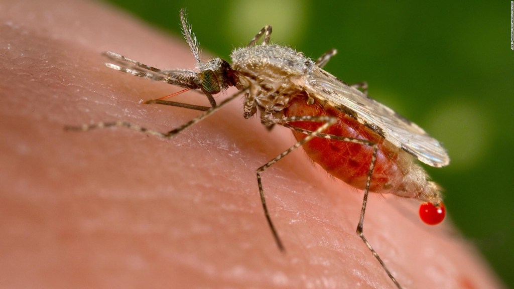 Reportan otro caso de malaria local en EE.UU.