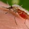 Reportan otro caso de malaria local en EE.UU.