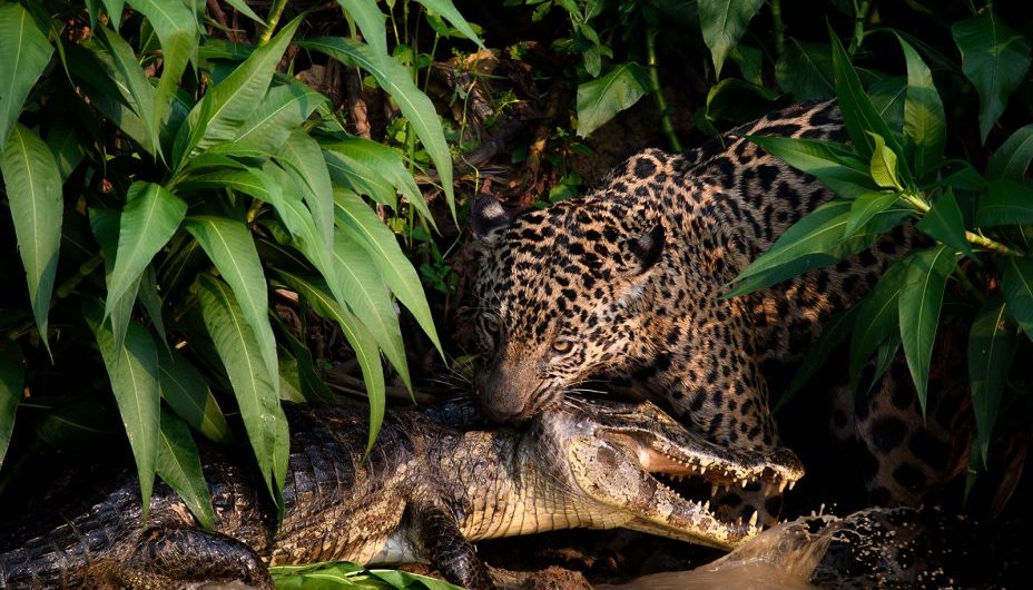 Un jaguar en Brasil sujeta a un caimán por el cuello. Los jaguares son cada vez más raros debido a la deforestación y la caza, pero en la llanura septentrional del Pantanal, declarada Patrimonio de la Humanidad por la UNESCO, aún pueden verse en su hábitat natural. (Crédito: Clement Fontaine)