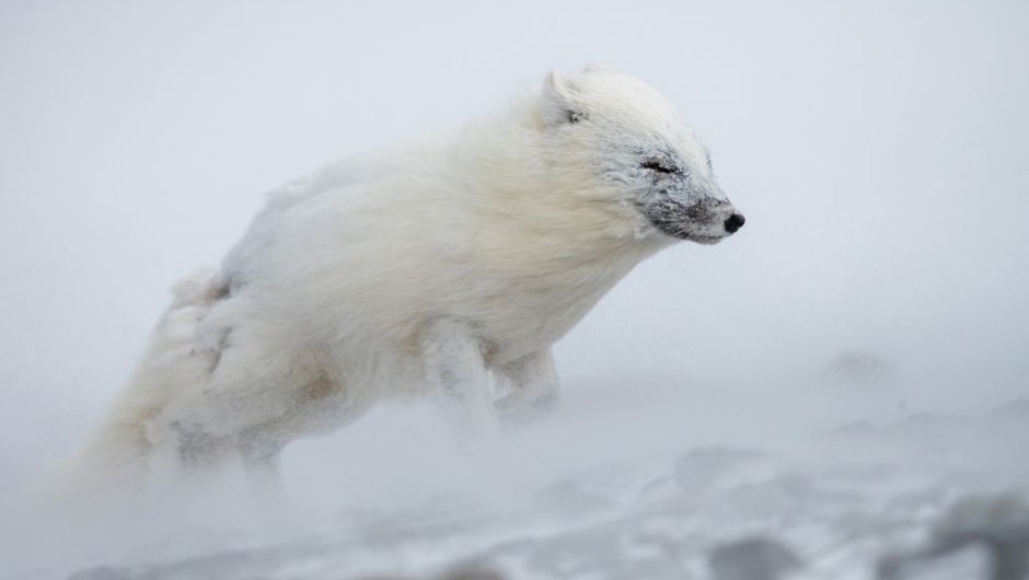 Esta imagen de un zorro ártico barrido por el viento y fotografiado en Svalbard (Noruega) ha recibido una mención especial. Para encontrar comida en todas las estaciones, el zorro tiene que hacer frente a las condiciones extremas del Ártico, algo que puede hacer por su tamaño pequeño y pelaje espeso. (Crédito: KnutM Selver)