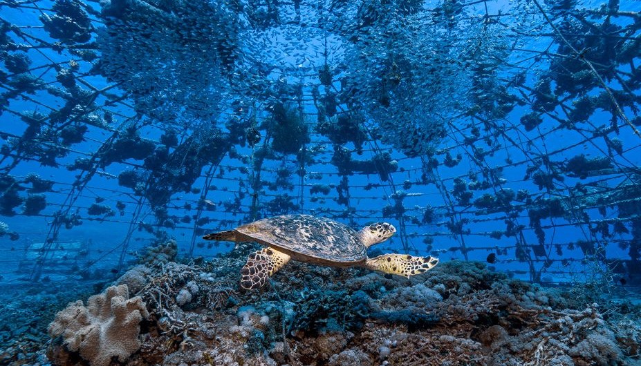 En la foto aparece una tortuga nadando en un arrecife artificial en forma de cúpula (conocido como "iglú") que se construyó y colocó en el mar hace más de 20 años. Después de trasplantar corales al iglú, otros se establecieron de forma natural, atrayendo a muchas especies de peces y otros animales marinos. (Crédito: Tom Shlesinger)