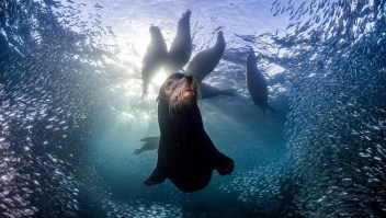 El primer puesto en la categoría "Mundos oceánicos" fue para una foto de leones marinos de California en el Parque Nacional Espíritu Santo de México. Aquí, la especie goza de protección y una zona de prohibición de pesca les proporciona un entorno seguro a estos y otros animales marinos. (Crédito: Simon Biddie)