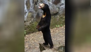 Video de un oso en China hace pensar a las personas que es un humano con disfraz