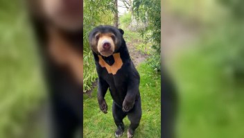 Zoo de Inglaterra publica imagen de un oso malayo de pie