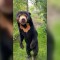 Zoo de Inglaterra publica imagen de un oso malayo de pie