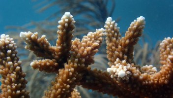 corales florida temperatura océano