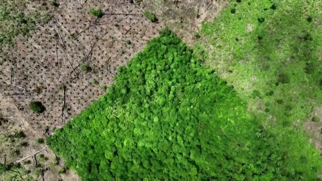 Deforestación en la Amazonía brasileña en su nivel más bajo en 6 años