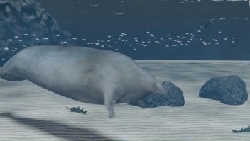 Descubren los fósiles de una primitiva y gigante ballena en Perú