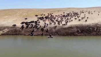 Búfalos sacian la sed en un estanque de agua por sequías en Turquía